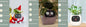 Smart Planter Endless Fun. Over 49 Rich Expressions.